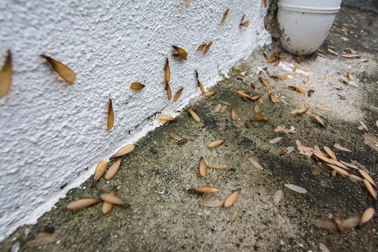 Step-by-Step Pest and Termite Services to Stop Infestations Early in Alabama
